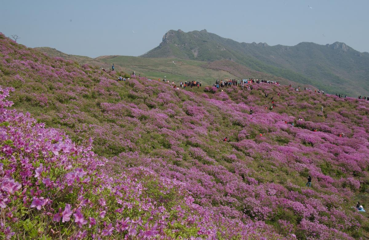황매산철죽축제
