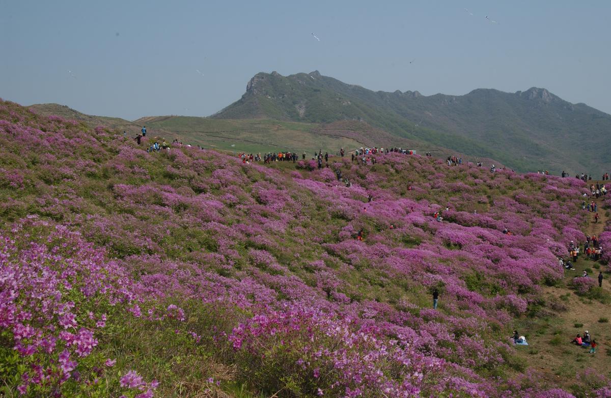황매산철죽축제