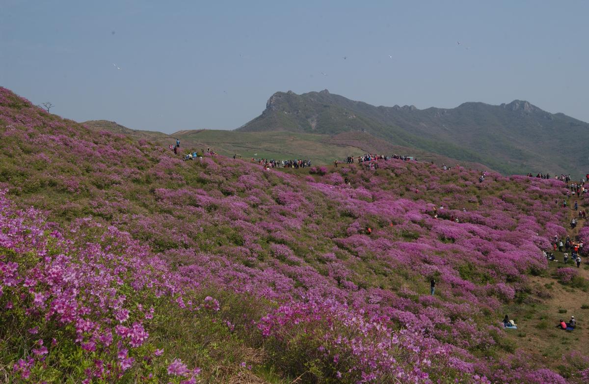 황매산철죽축제