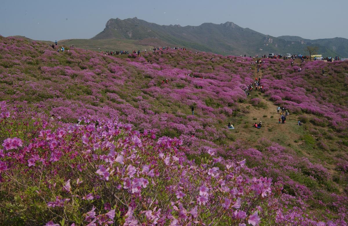 황매산철죽축제
