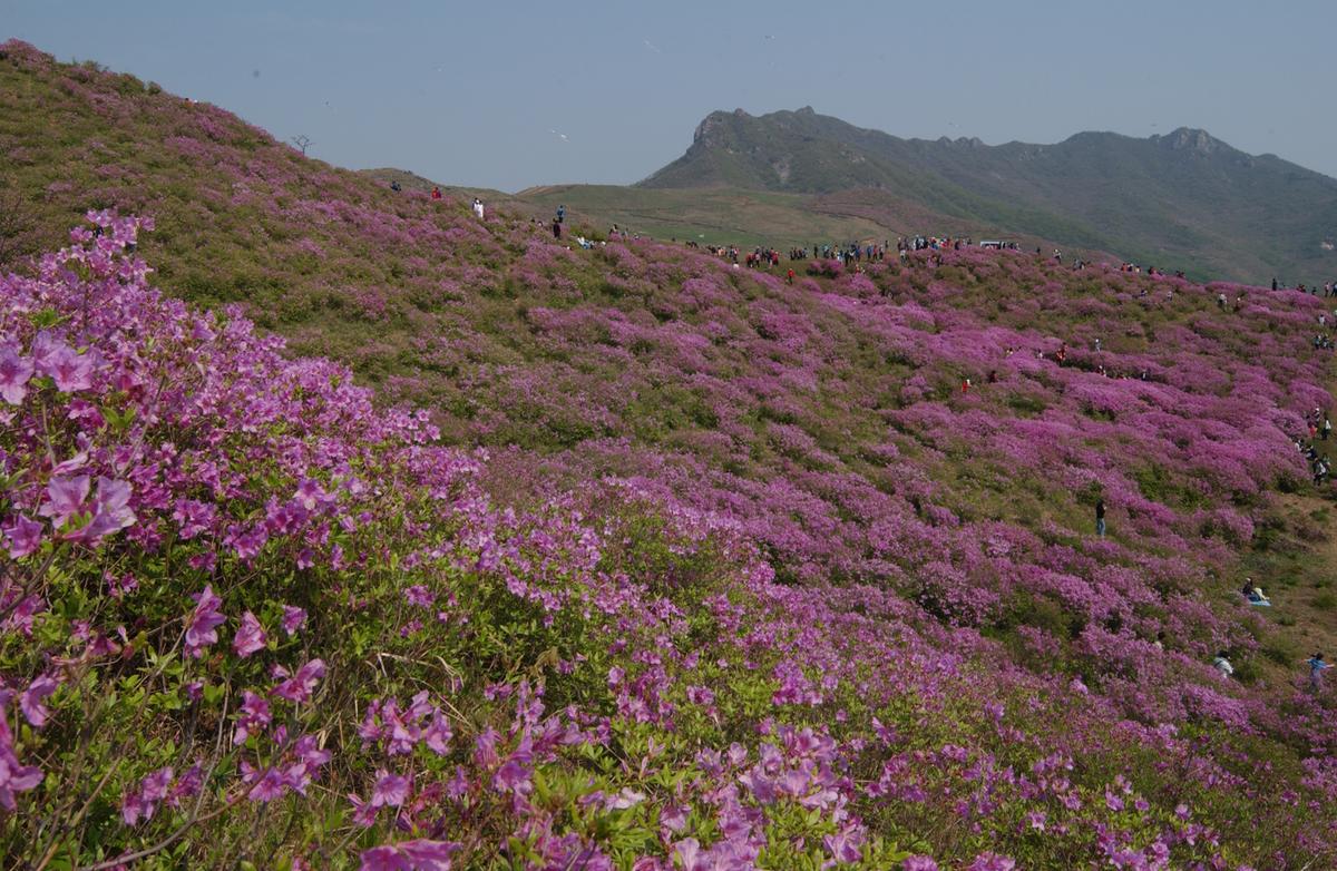 황매산철죽축제