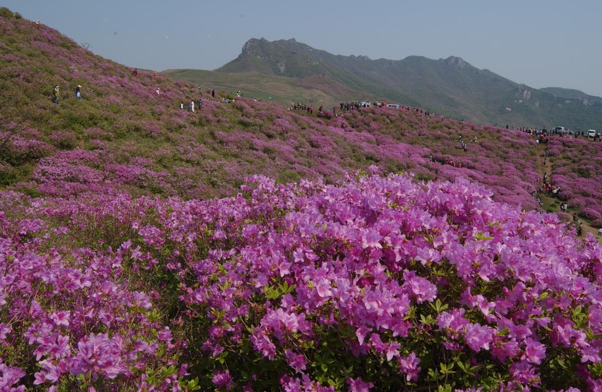 황매산철죽축제