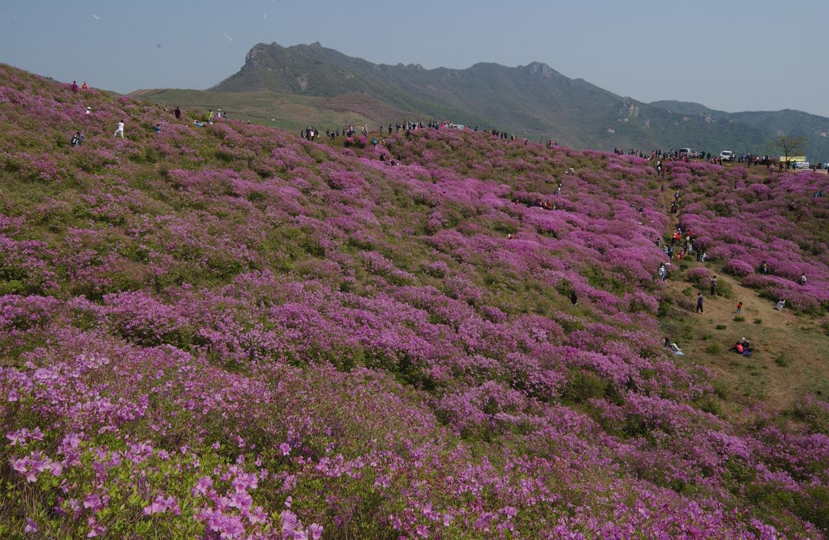 황매산철죽축제