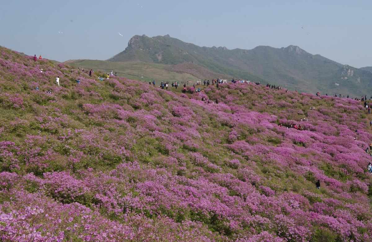 황매산철죽축제