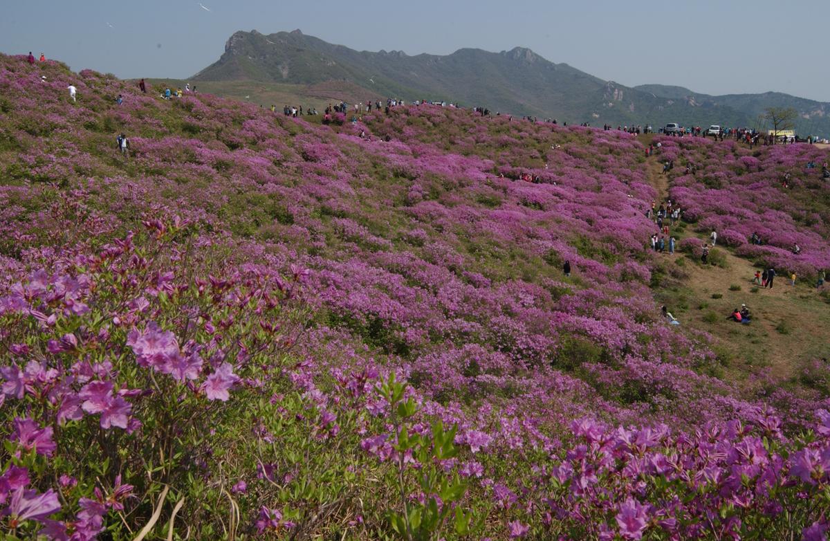 황매산철죽축제