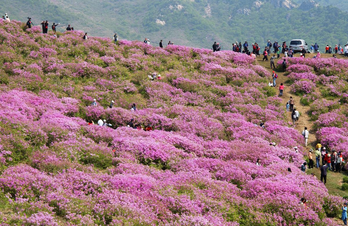 황매산철죽축제