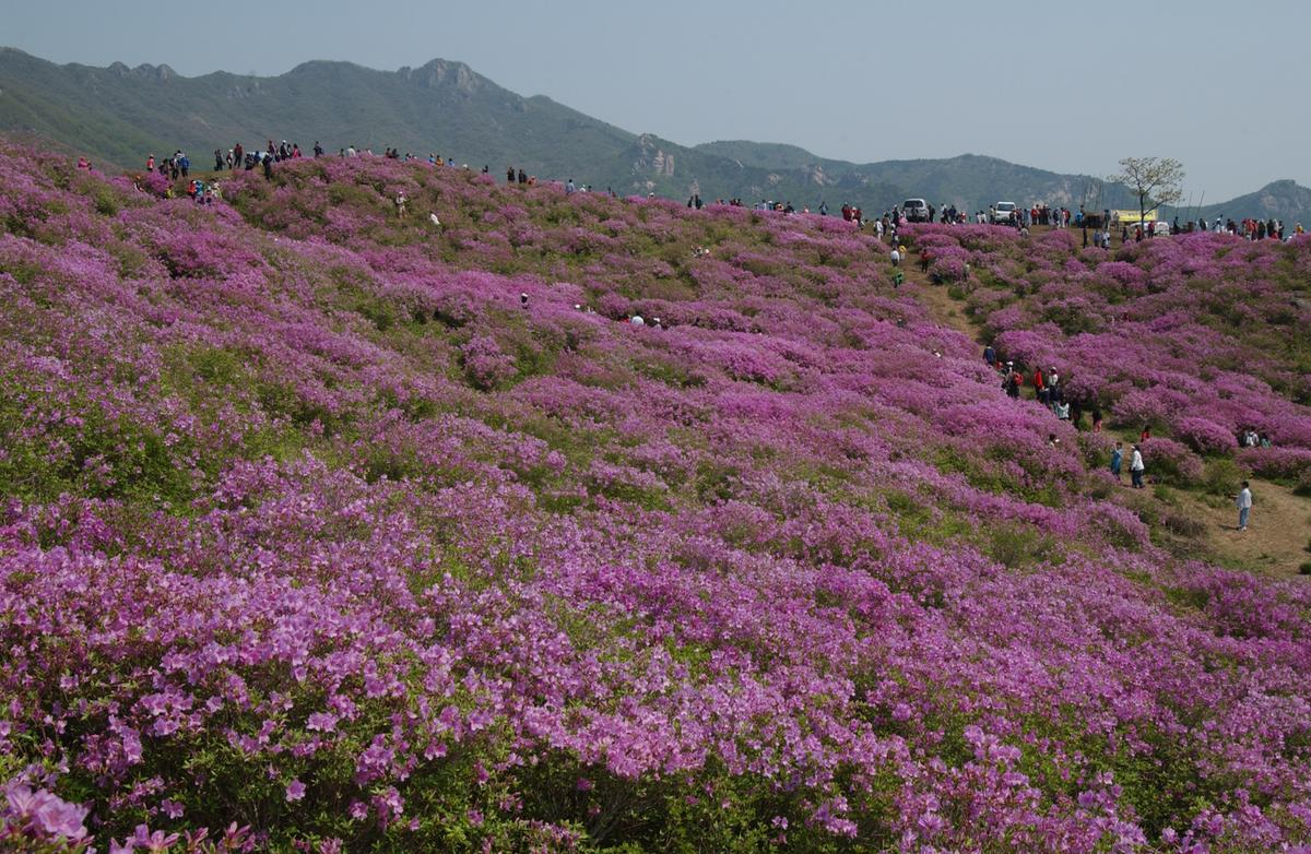 황매산철죽축제
