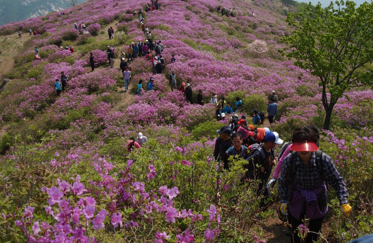 황매산철죽축제
