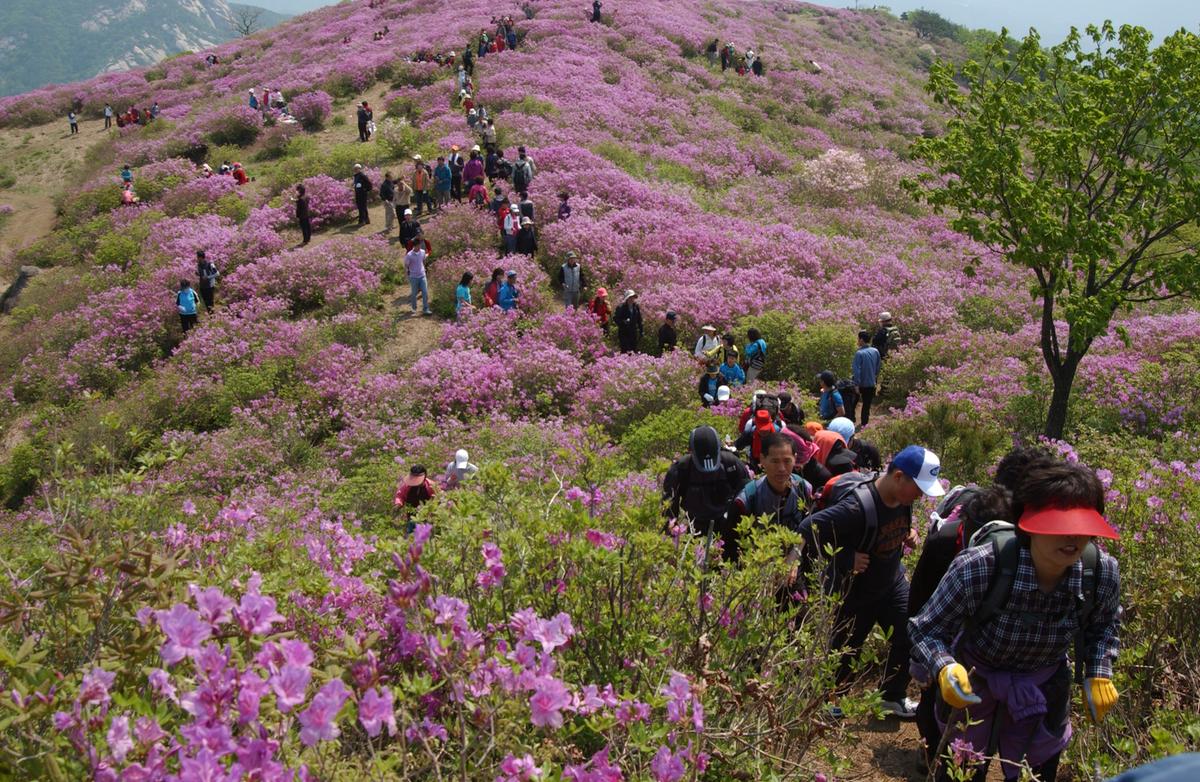 황매산철죽축제