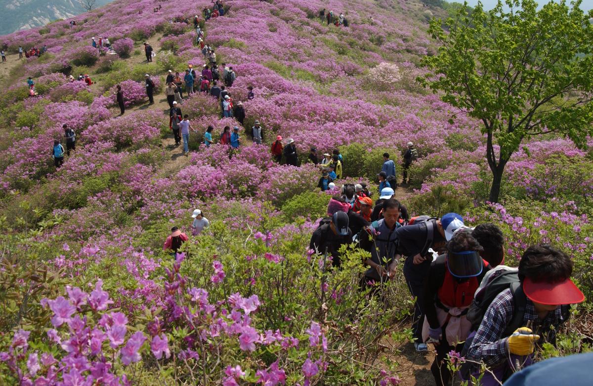 황매산철죽축제