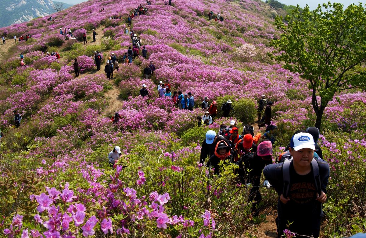 황매산철죽축제