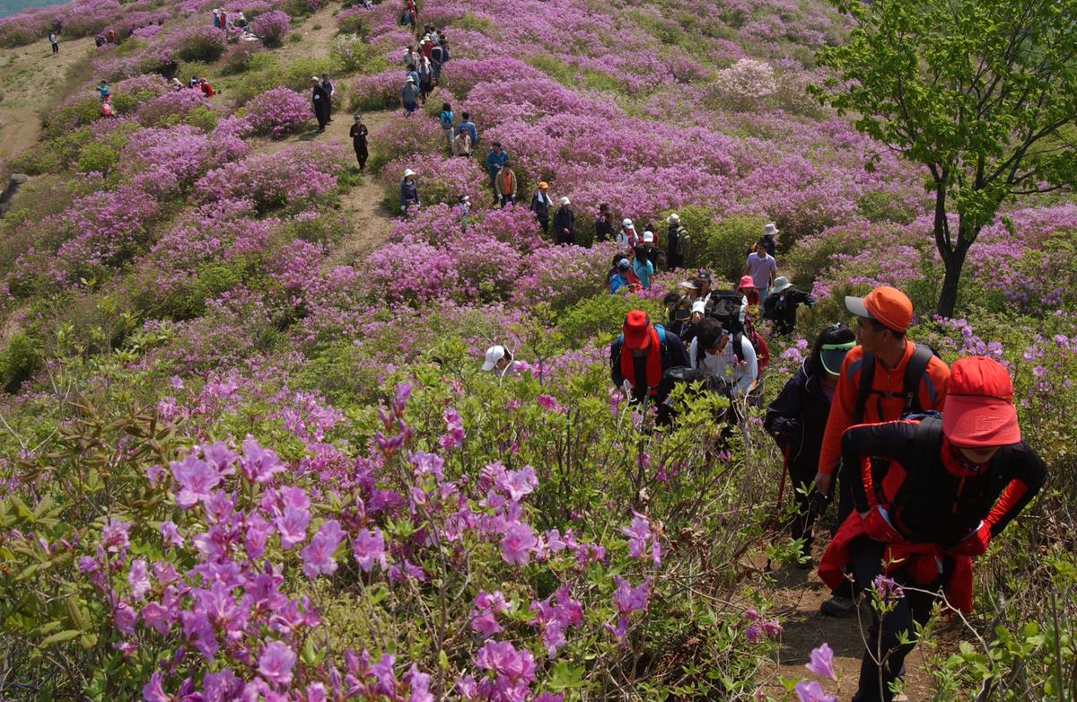 황매산철죽축제