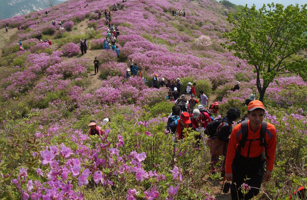 황매산철죽축제