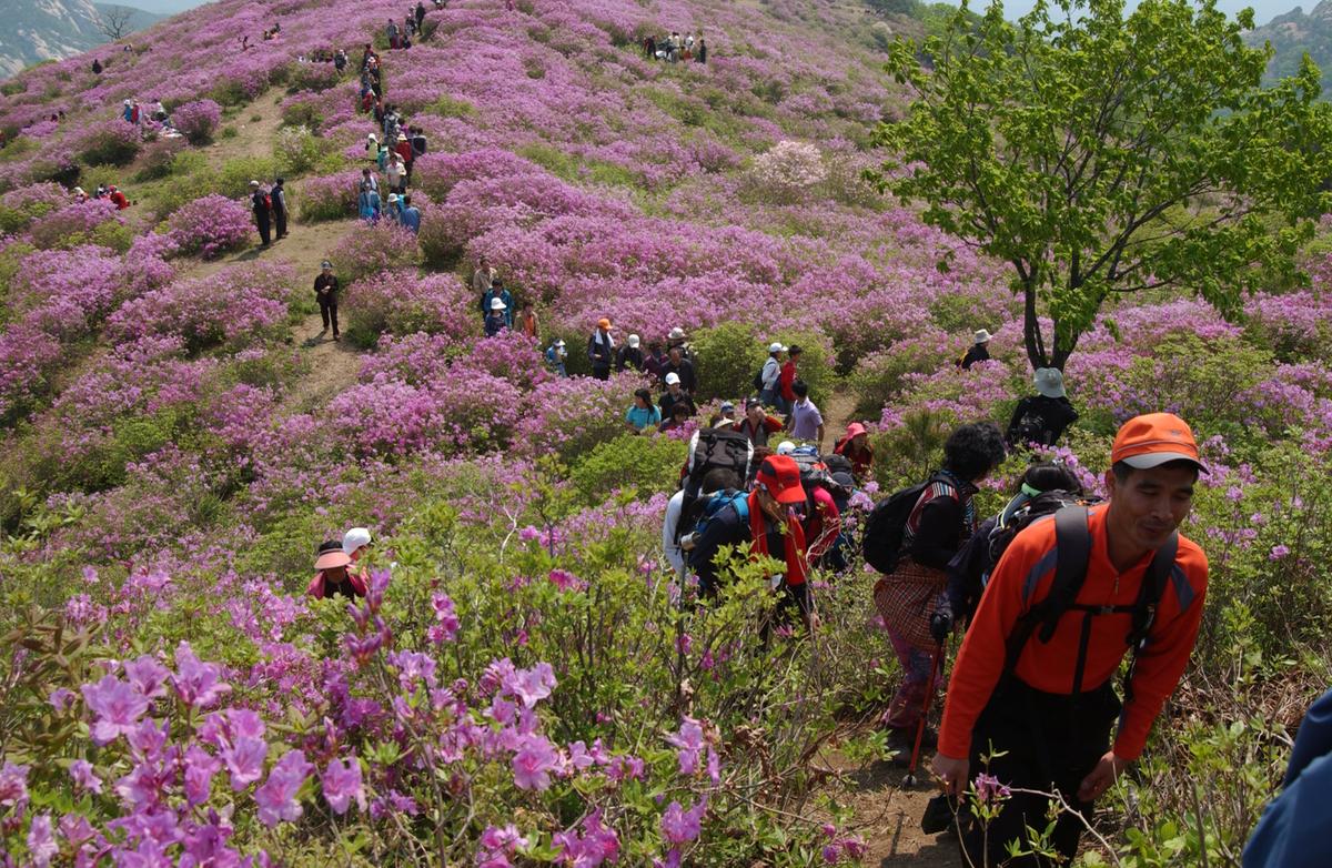 황매산철죽축제