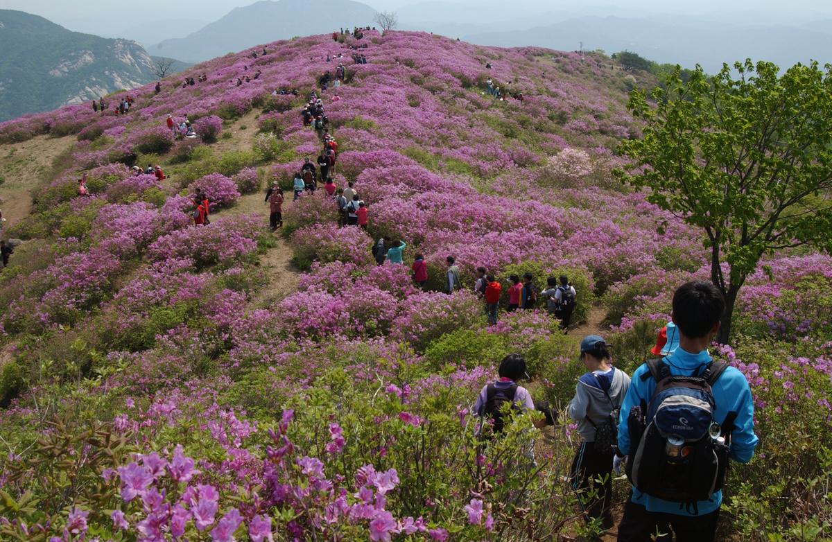 황매산철죽축제