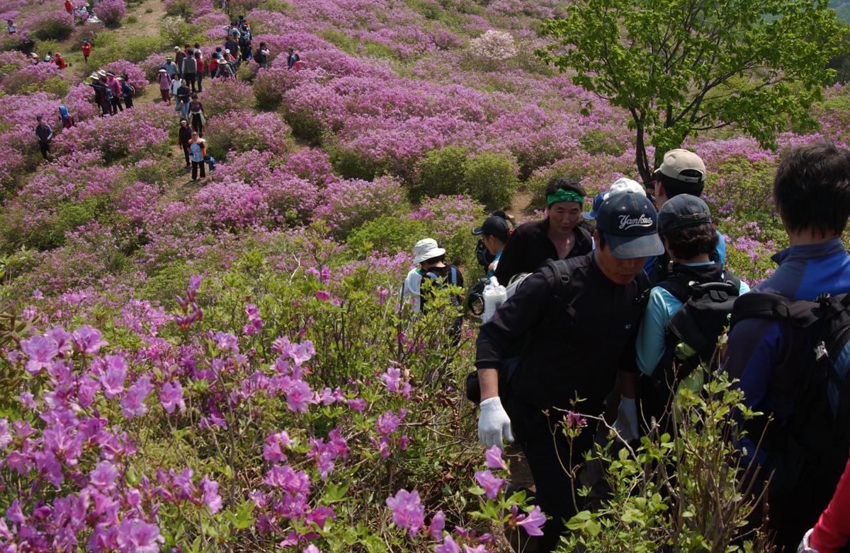 황매산철죽축제