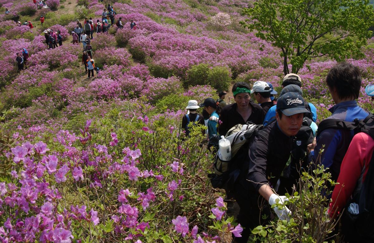 황매산철죽축제