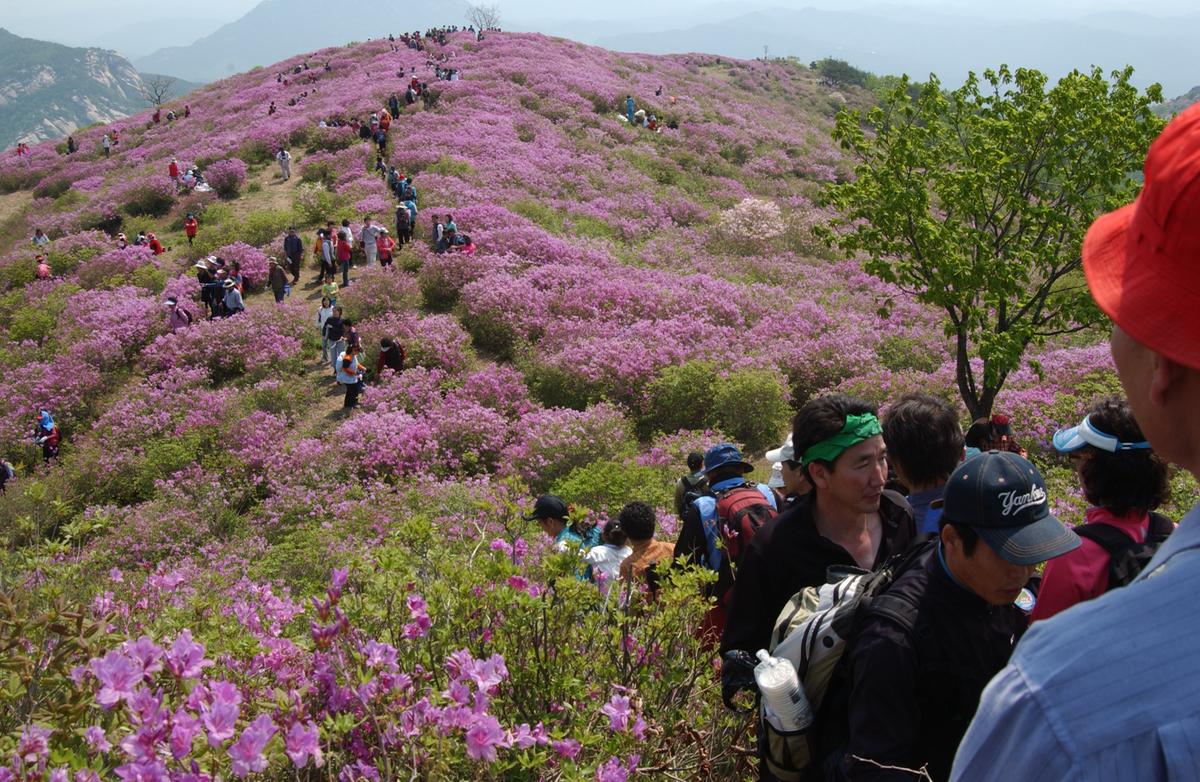 황매산철죽축제
