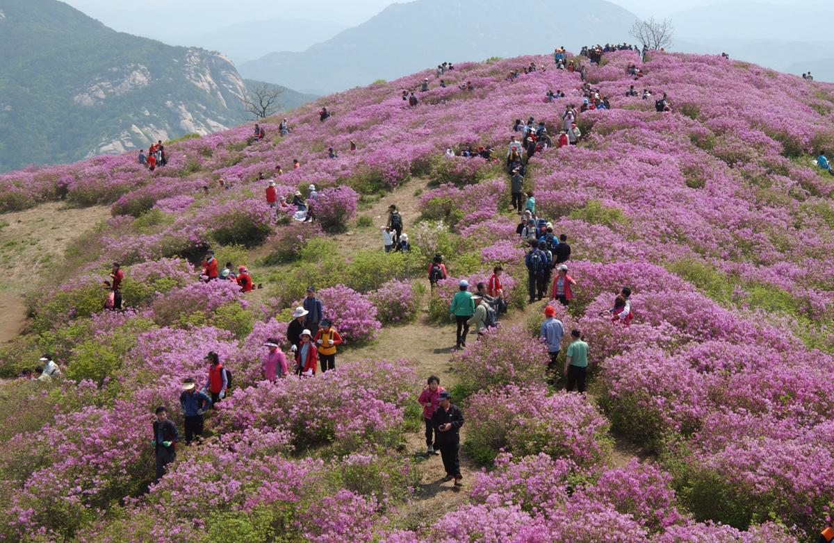 황매산철죽축제
