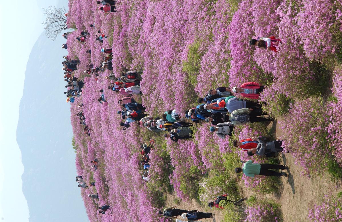 황매산철죽축제