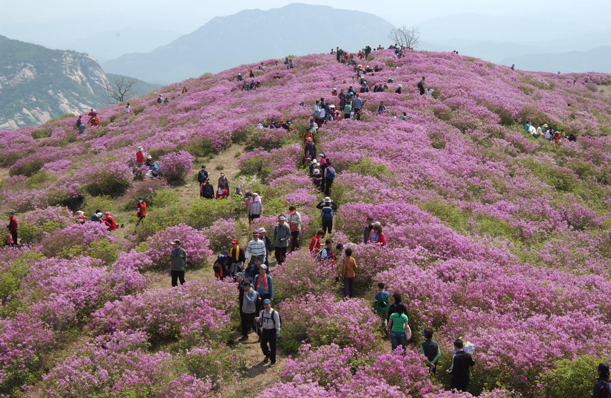 황매산철죽축제