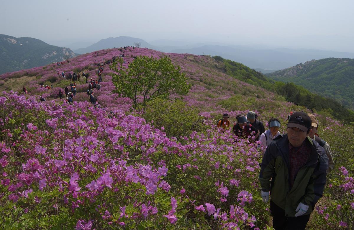 황매산철죽축제