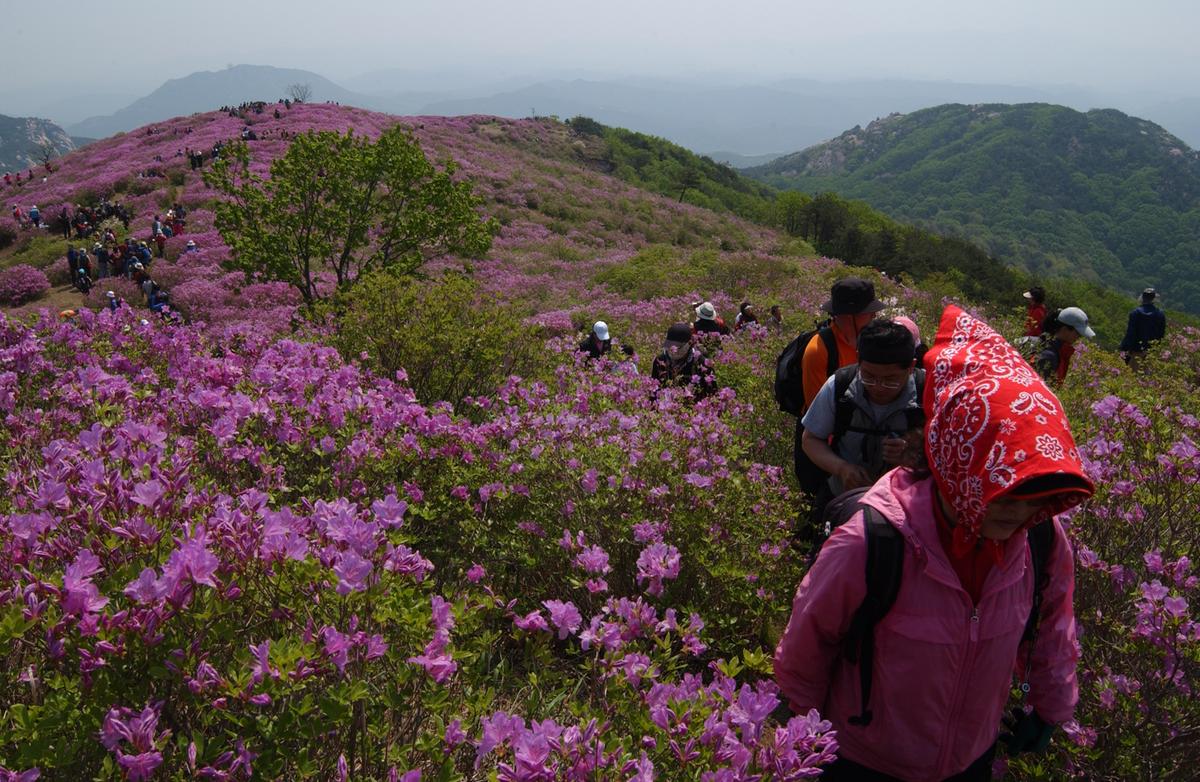황매산철죽축제