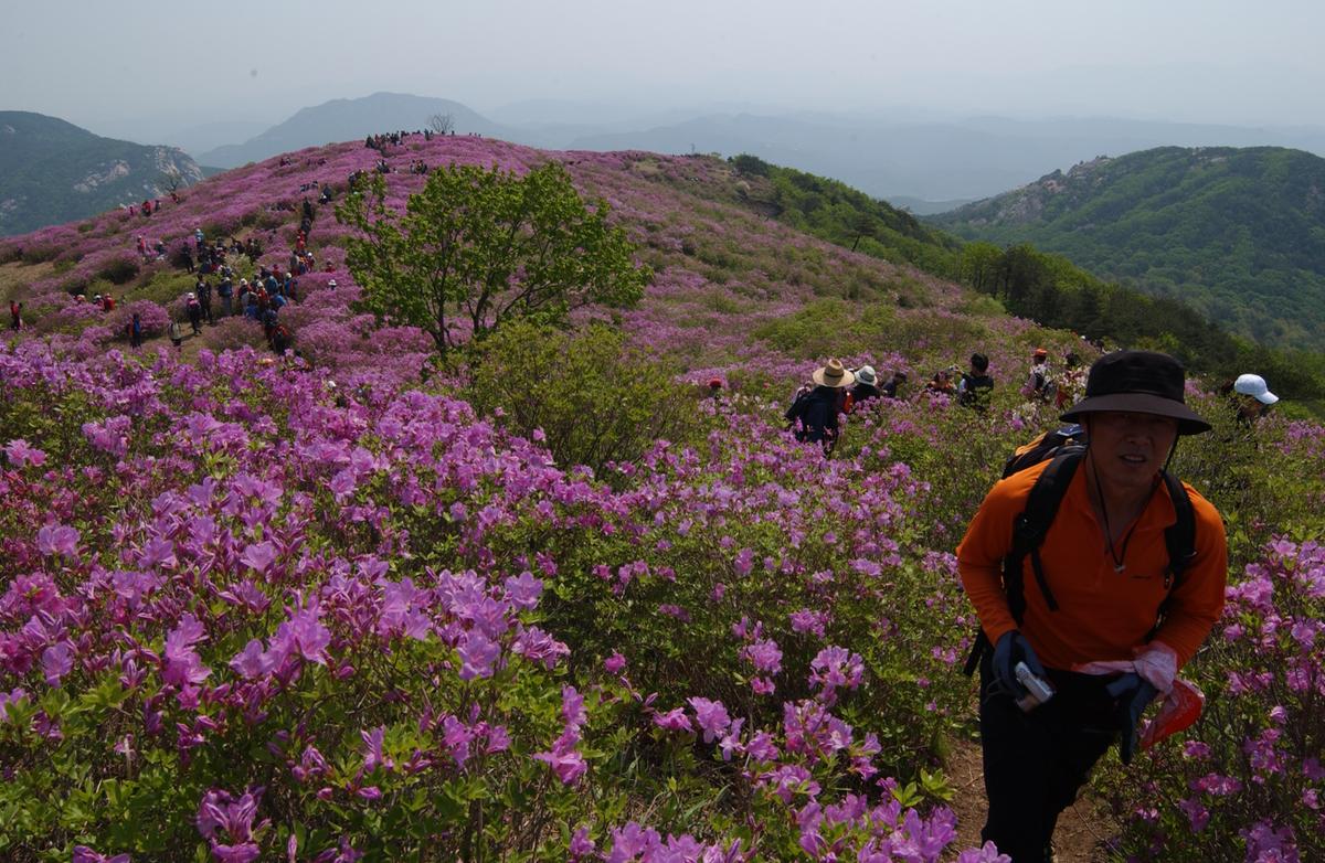 황매산철죽축제