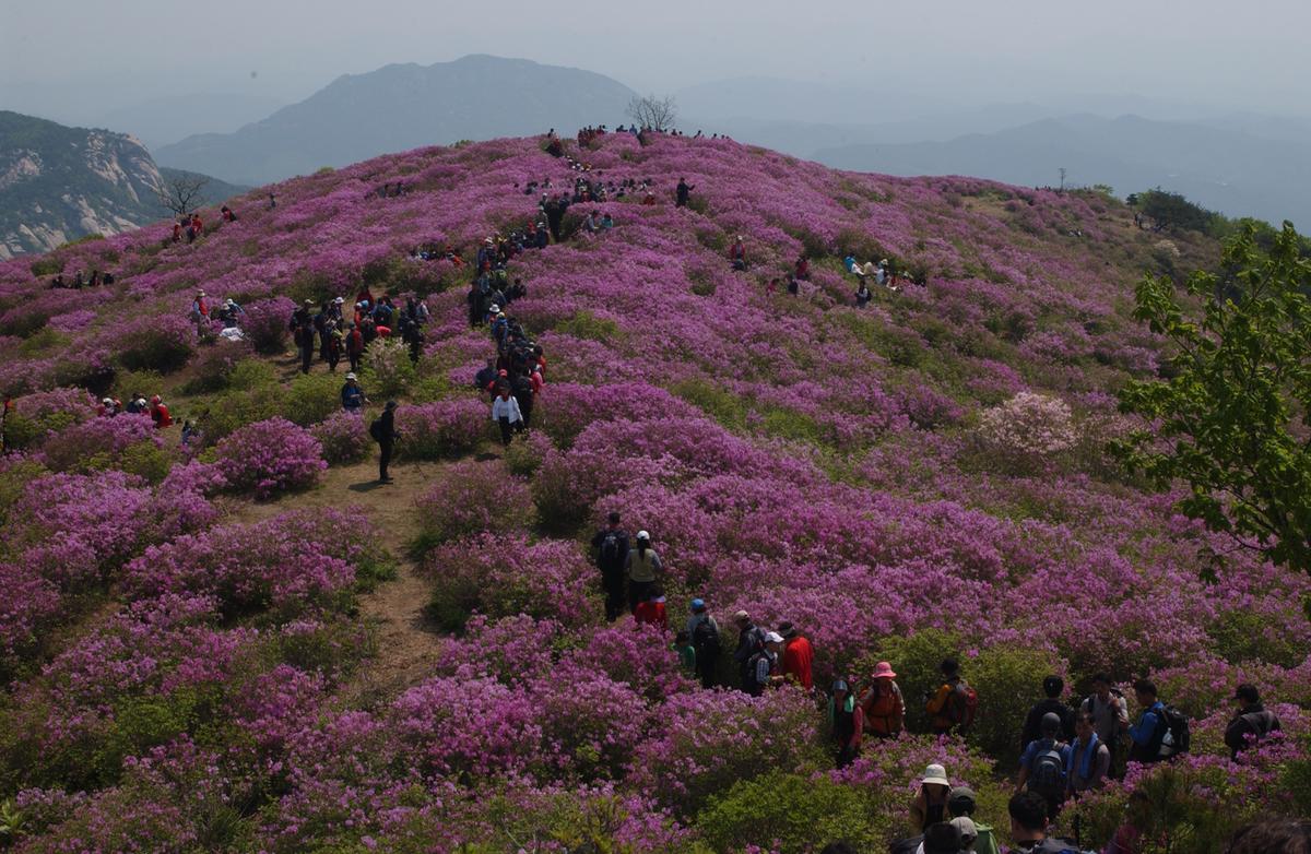 황매산철죽축제