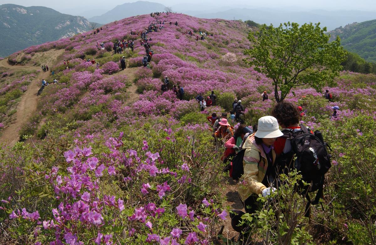 황매산철죽축제