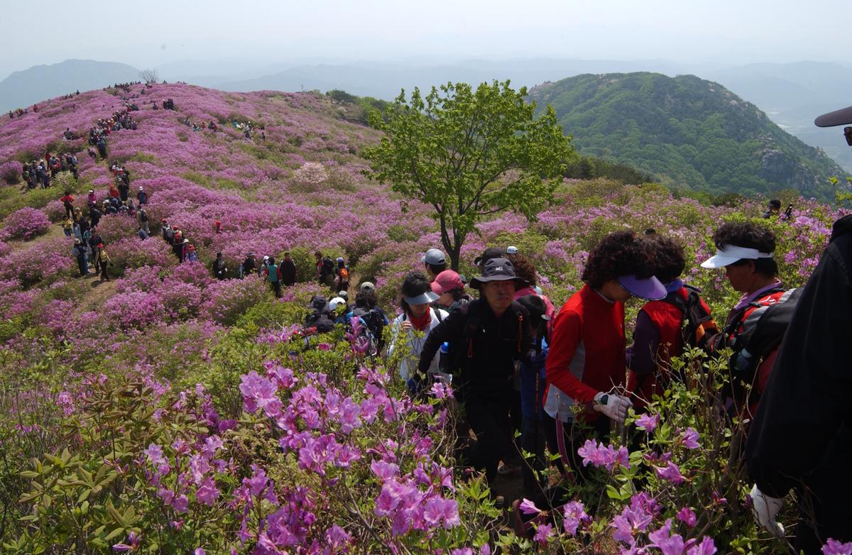 황매산철죽축제