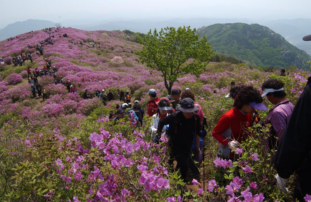 황매산철죽축제