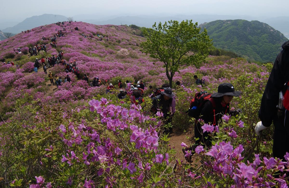 황매산철죽축제