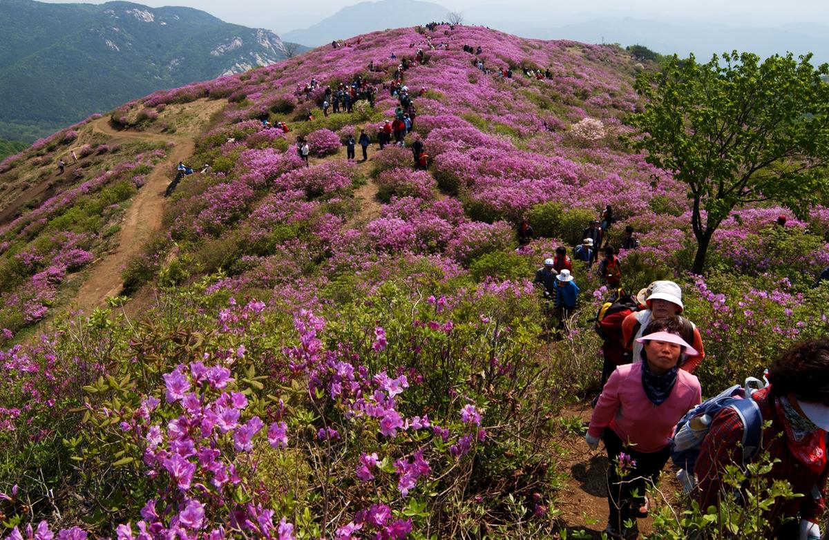 황매산철죽축제