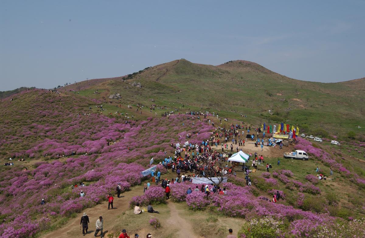 황매산철죽축제