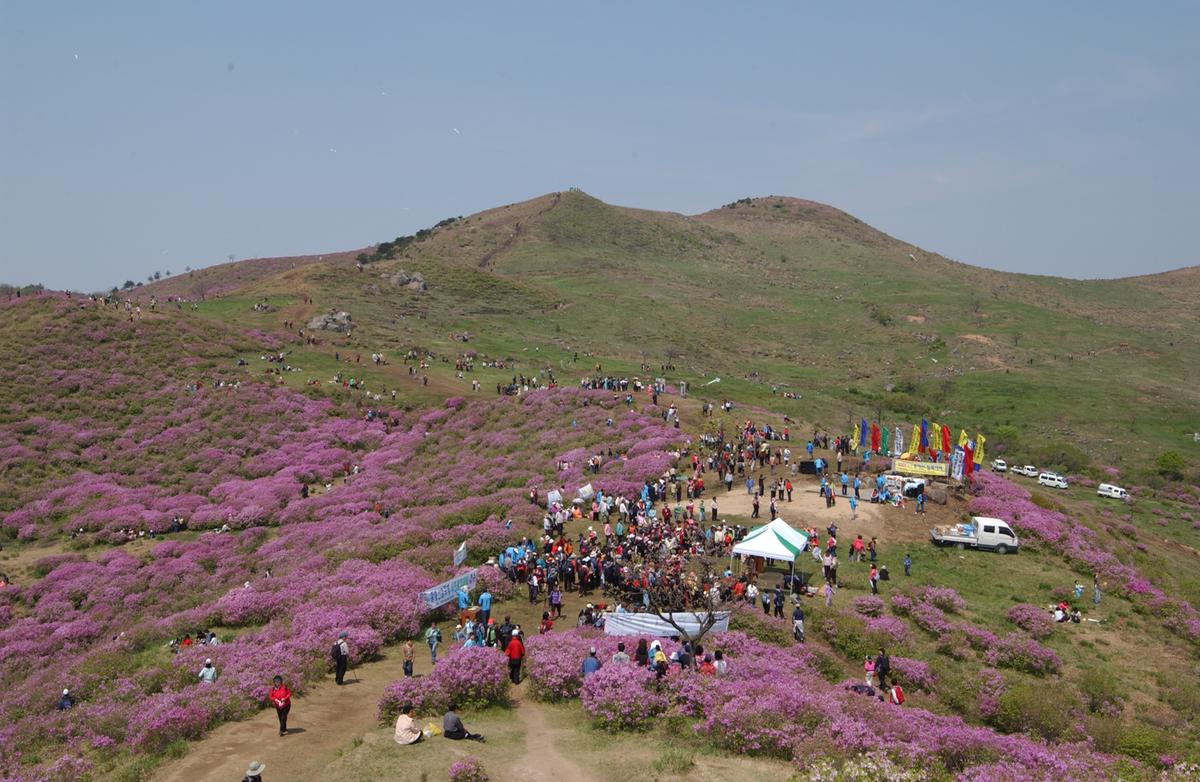 황매산철죽축제