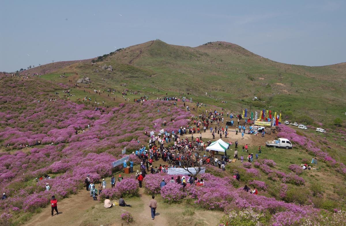 황매산철죽축제