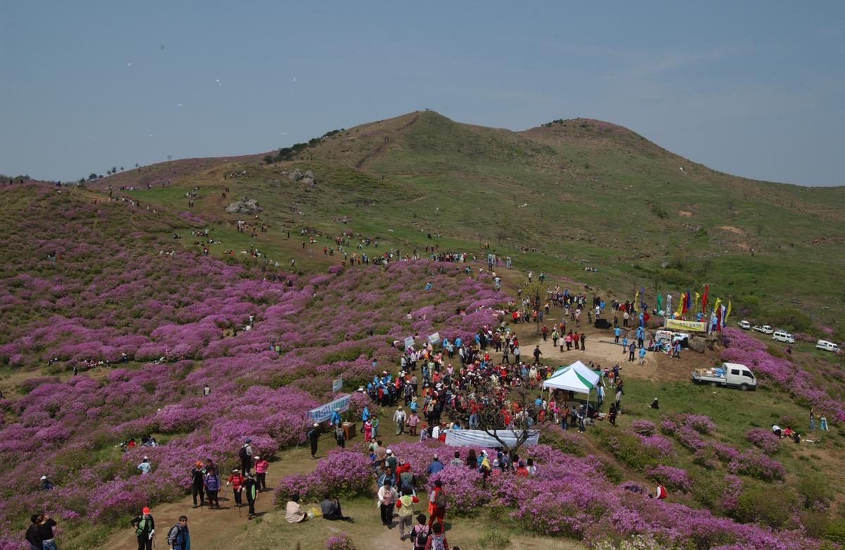황매산철죽축제