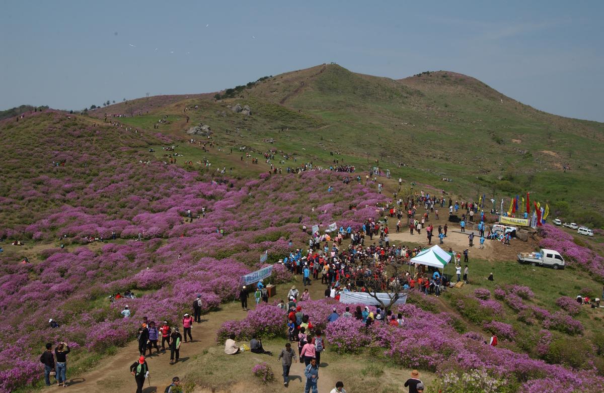 황매산철죽축제