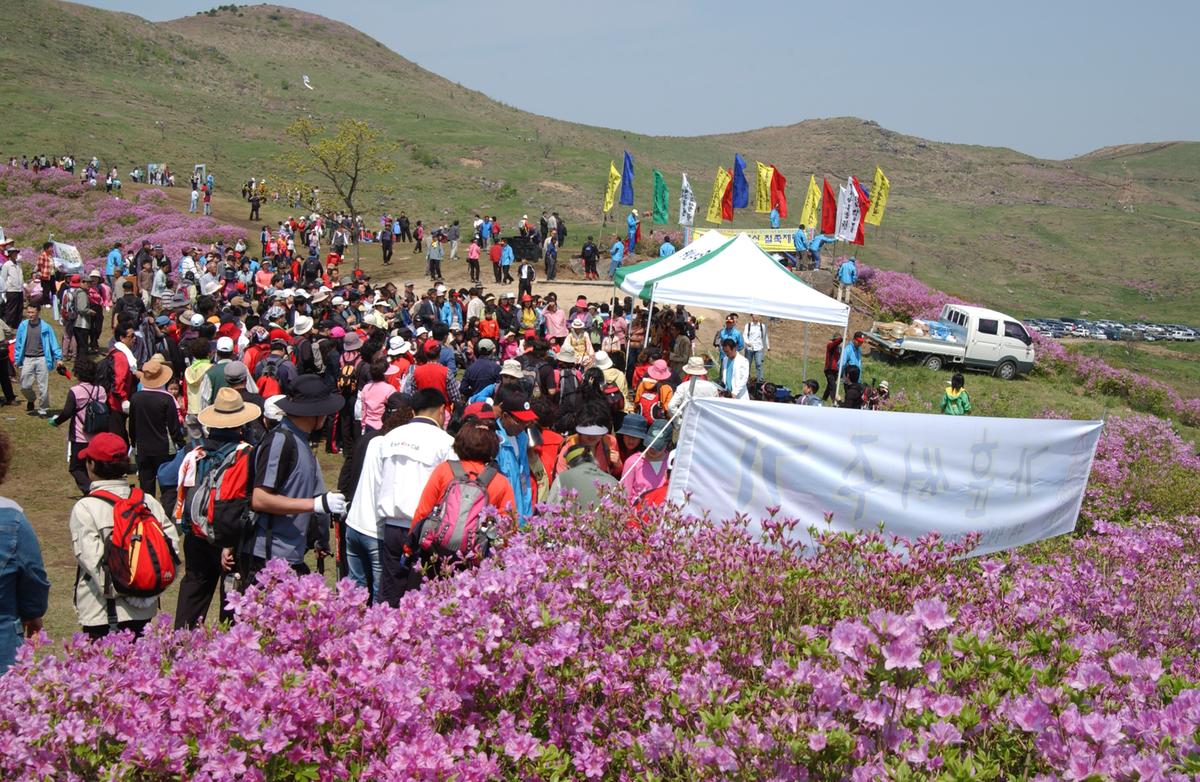 황매산철죽축제