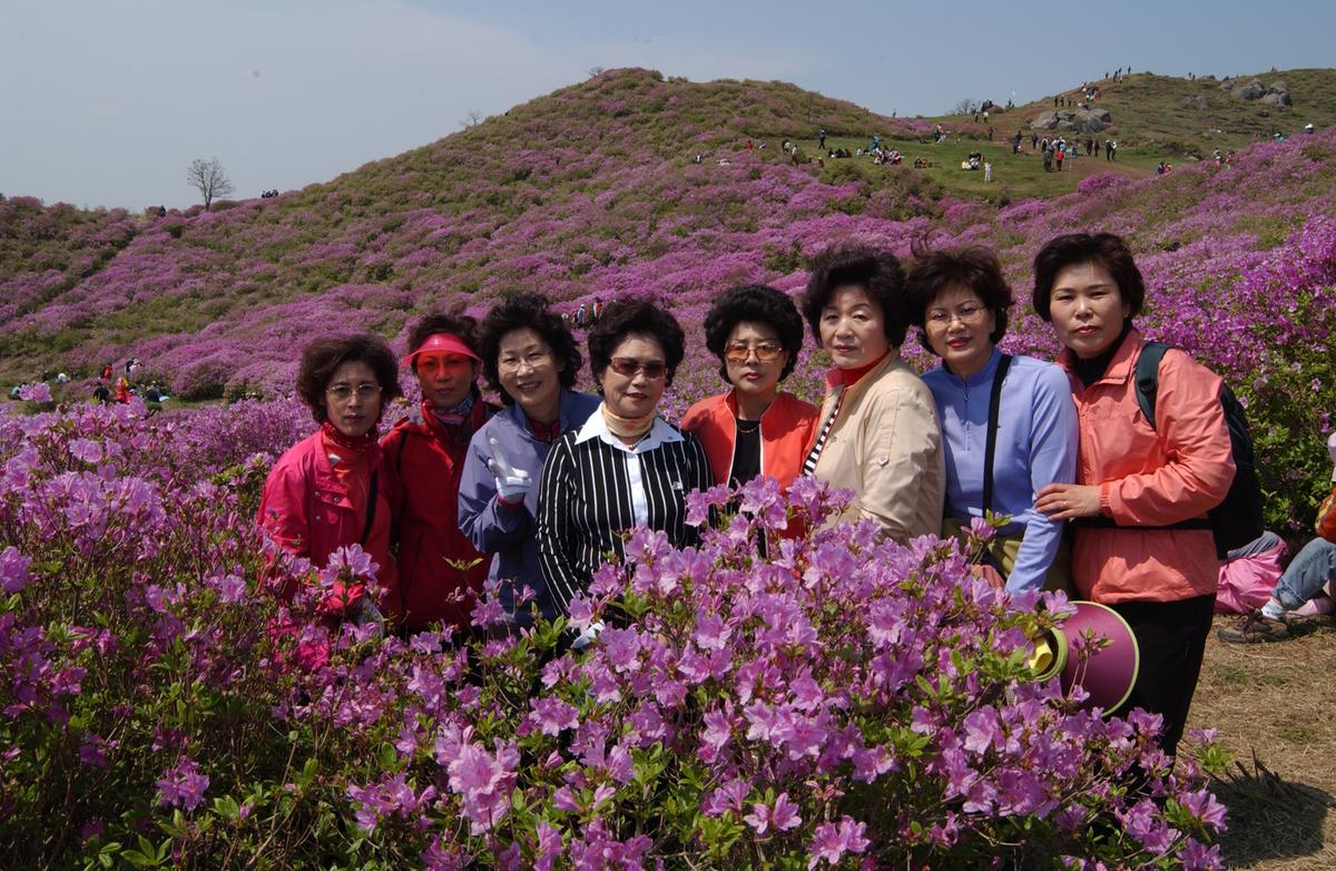 황매산철죽축제