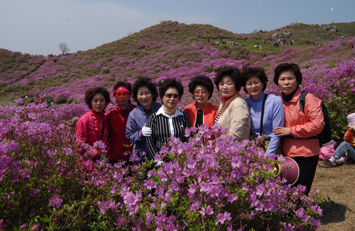 황매산철죽축제