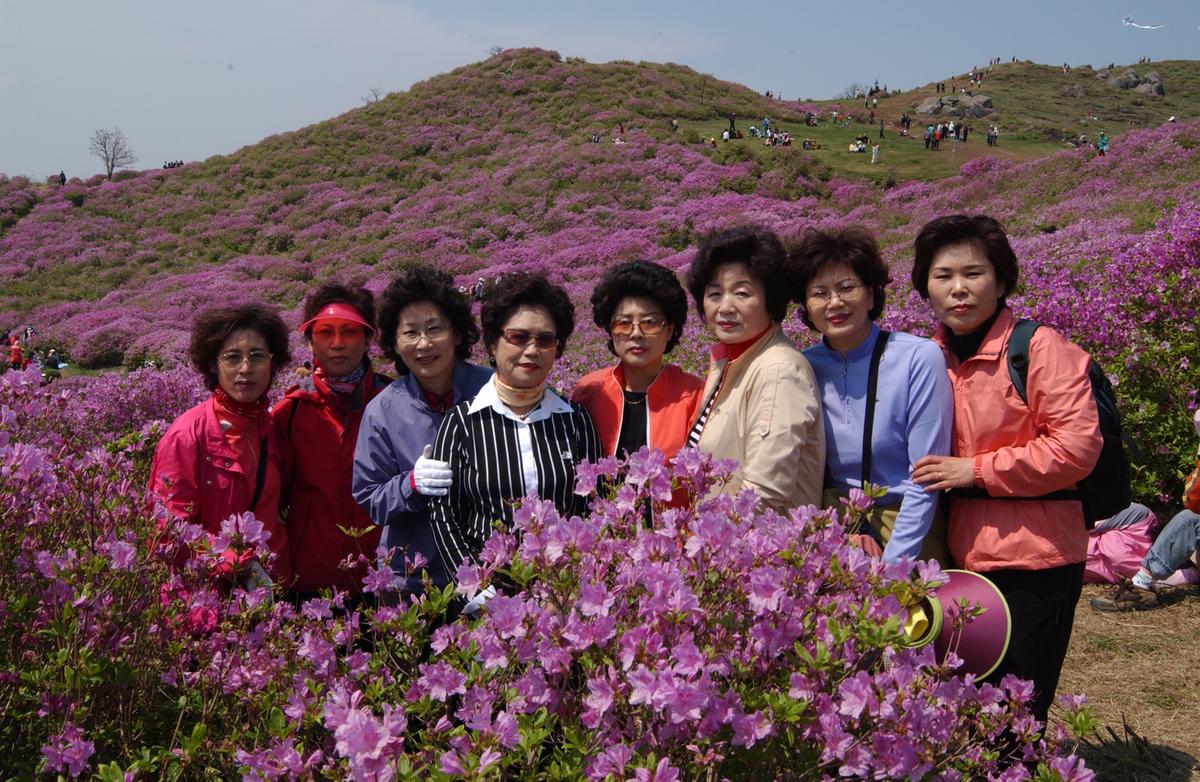 황매산철죽축제