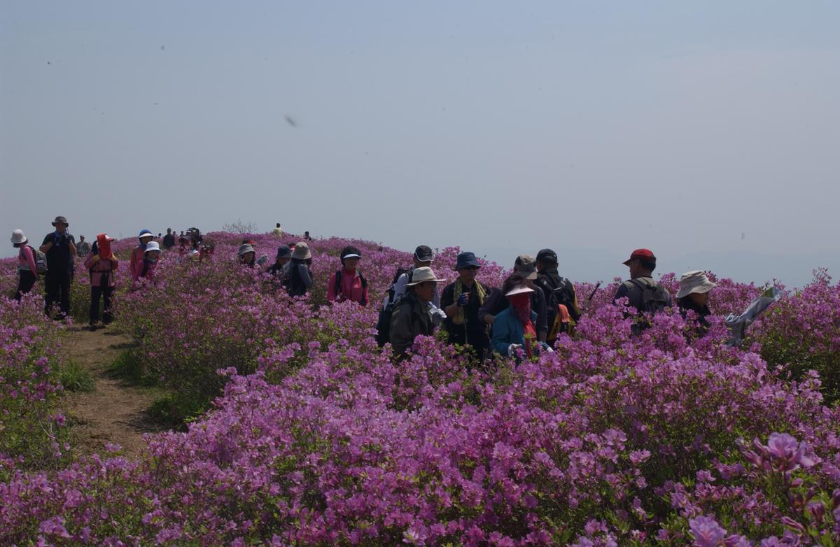 황매산철죽축제