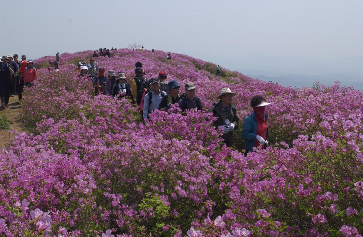 황매산철죽축제