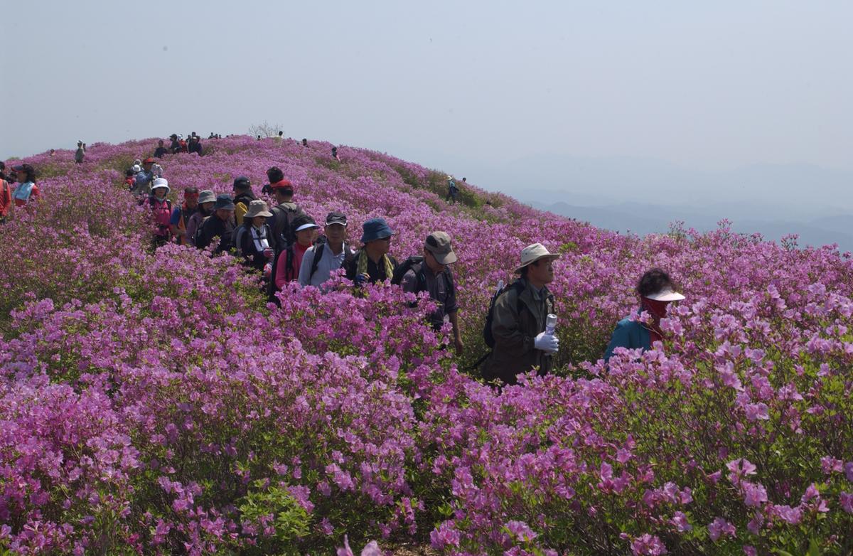 황매산철죽축제