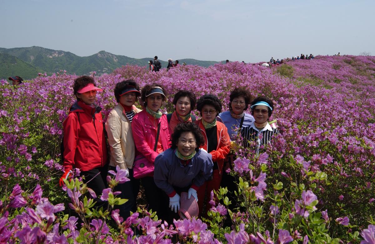 황매산철죽축제