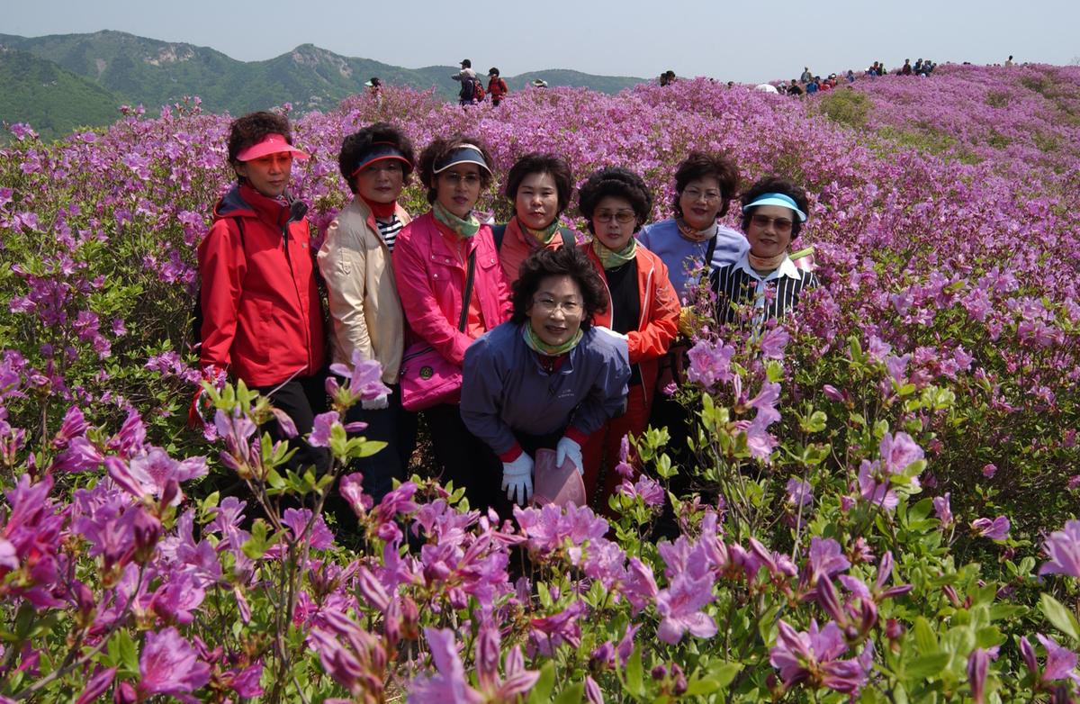 황매산철죽축제