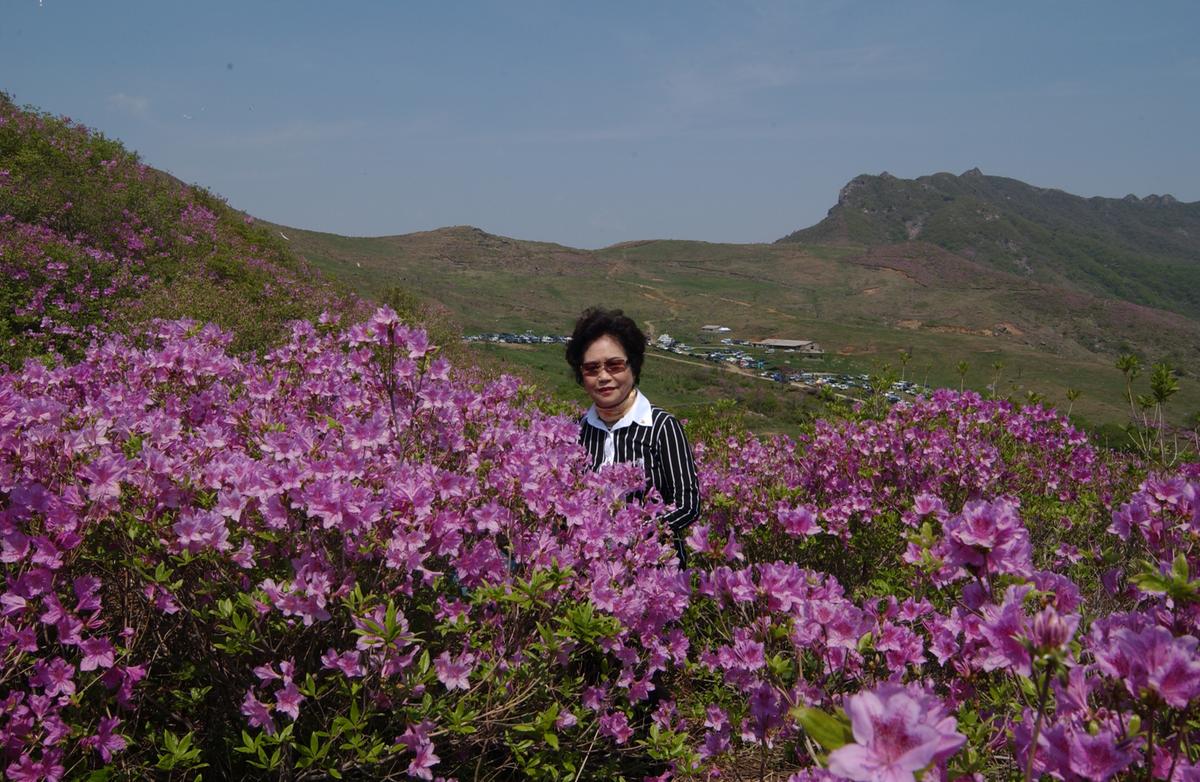황매산철죽축제