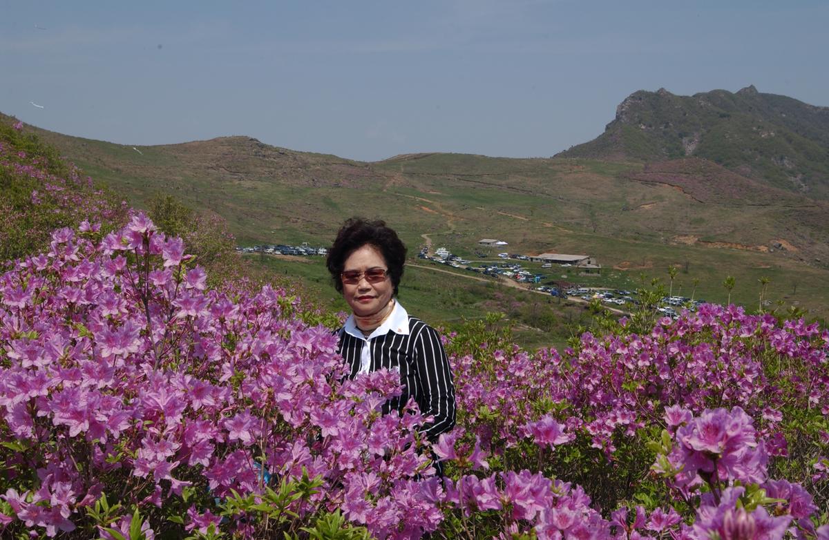 황매산철죽축제